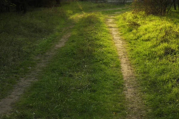 Лесная Дорога Зеленой Травой Солнечными Лучами — стоковое фото