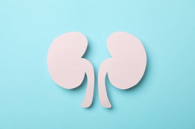 Mavi arka planda pembe renkli kağıt böbrekler.