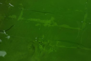 Arka planda nefis kivi jölesi, kapat.