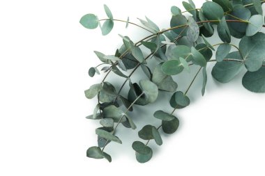 Beyaz arkaplanda izole edilmiş güzel okaliptüs dalları