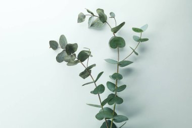 Beyaz arkaplanda izole edilmiş güzel okaliptüs dalları