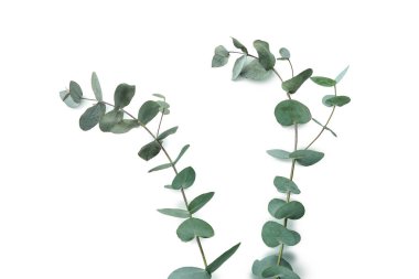 Beyaz arkaplanda izole edilmiş güzel okaliptüs dalları