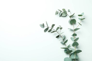 Beyaz arka planda güzel okaliptüs dalları