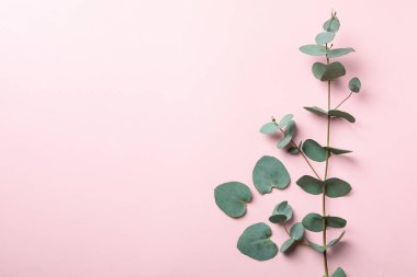 Pembe arka planda güzel okaliptüs bitkisi dalı