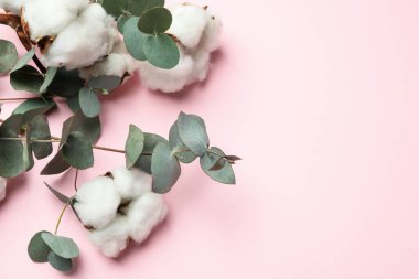 Pembe arka planda güzel okaliptüs ve pamuk