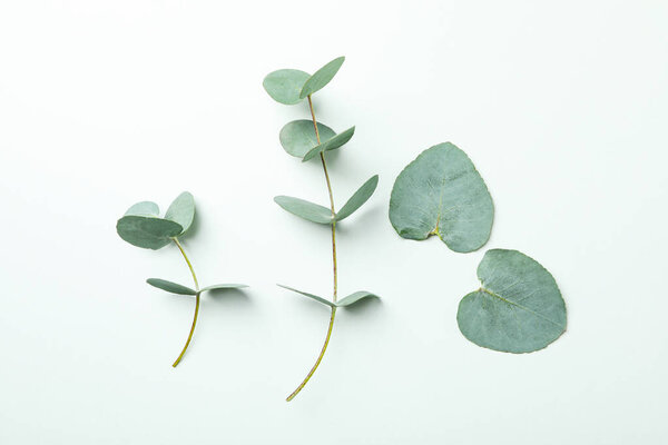 Beautiful eucalyptus plant twigs on white background