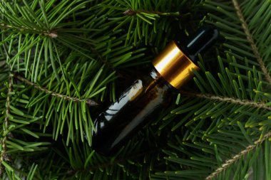 Bir şişe çam yağı ve çam dalları, yaklaşın.