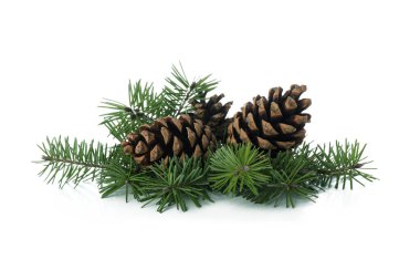 Beyaz zemin üzerinde çam dalları ve koniler izole
