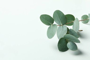 Beyaz arka planda güzel okaliptüs dalları