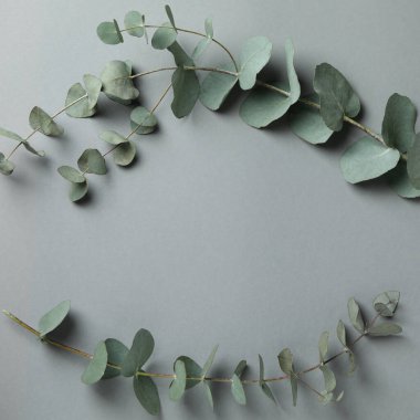 Gri arka planda güzel okaliptüs dalları