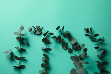 Güzel okaliptüs bitkisi arkaplanda ince dallar