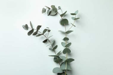 Beyaz arka planda güzel okaliptüs dalları