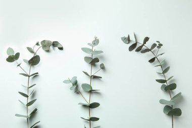 Beyaz arka planda güzel okaliptüs dalları