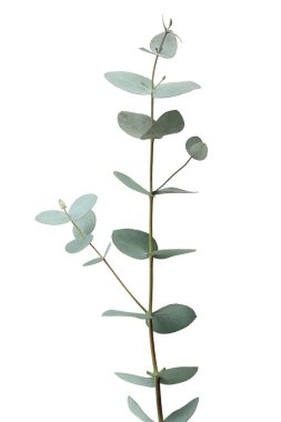 Güzel okaliptüs dalı beyaz arkaplanda izole edilmiş