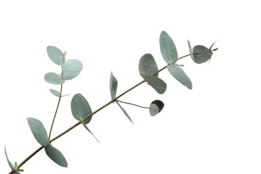 Güzel okaliptüs dalı beyaz arkaplanda izole edilmiş