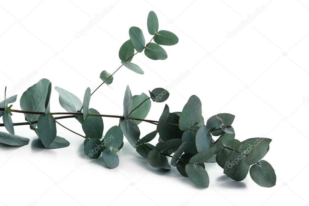 Beautiful eucalyptus branch isolated on white background