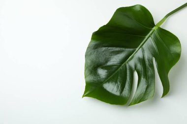 Beyaz arkaplanda palmiye yaprakları, metin için boşluk