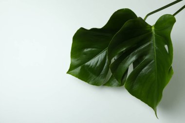 Beyaz arkaplanda palmiye yaprakları, metin için boşluk