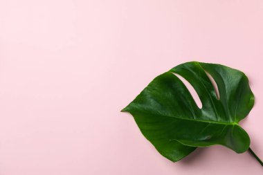 Pembe arkaplanda palmiye yaprağı, metin için boşluk