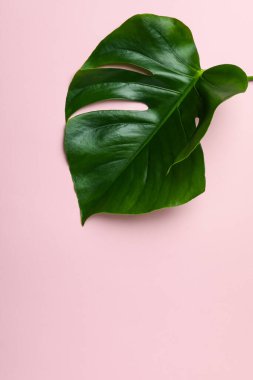 Pembe arkaplanda palmiye yaprağı, metin için boşluk