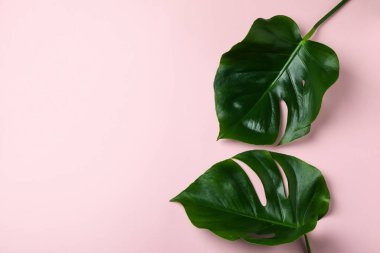 Pembe arkaplanda palmiye yaprakları, metin için boşluk