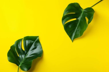 Sarı arkaplanda palmiye yaprakları, metin için boşluk