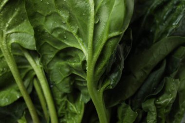 Sulu taze çiğ ıspanak, yakın çekim.