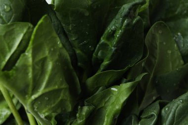 Sulu taze çiğ ıspanak, yakın çekim.