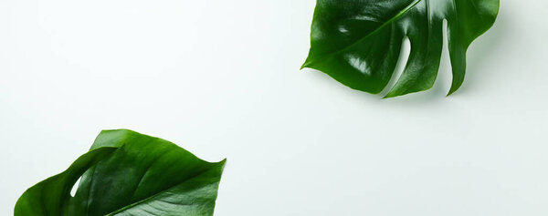 Пальмовые листья на белом фоне, место для текста