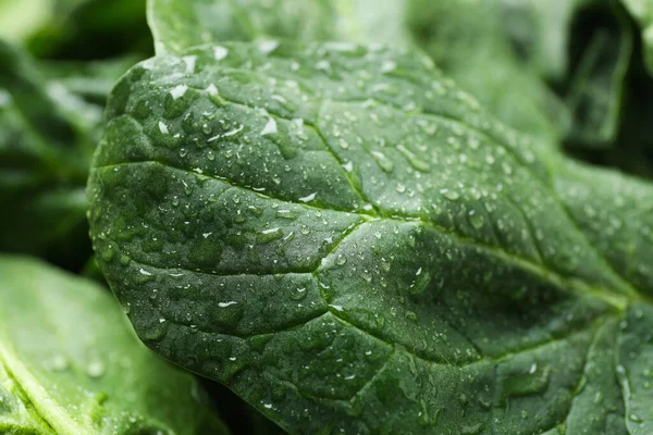 Frischer Spinat Mit Wassertropfen Auf Ganzen Hintergrund — Stockfoto