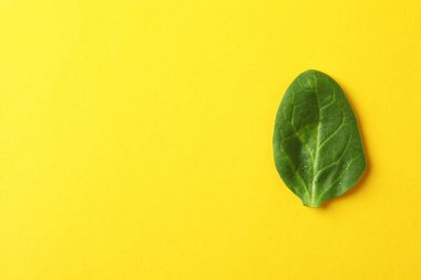 Sarı zemin üzerinde taze taze ıspanak yaprağı