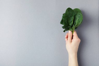 Kadın eli açık gri arka planda taze ıspanak tutuyor.