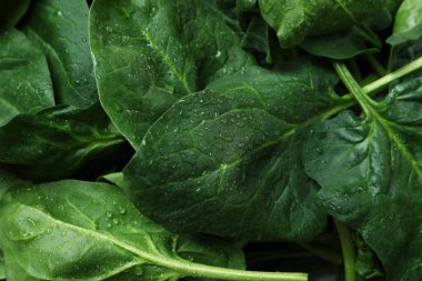 Arka planda su damlaları olan taze ıspanak.