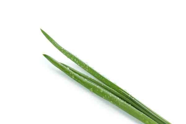 Cipolla Verde Fresca Isolata Fondo Bianco — Foto Stock