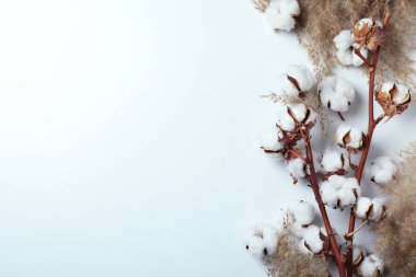 Beyaz arka planda pamuk dalları ve sazlıklar