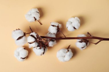 Bej arka planda pamuk bitkisi dalı, üst görünüm