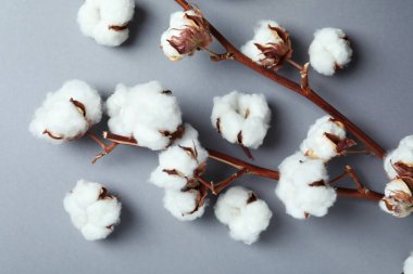 Gri arka planda pamuk bitkisi dalları, üst görünüm