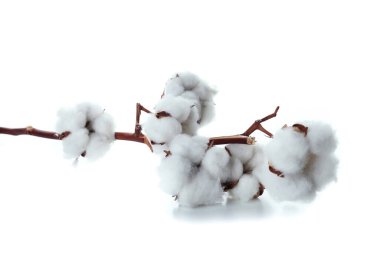 Pamuk bitkisi dalı beyaz arkaplanda izole edildi