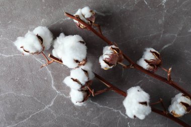 Gri desenli arka planda pamuk bitkisi dalları