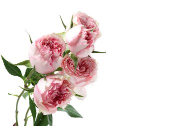 Beyaz arka planda izole güzel güller