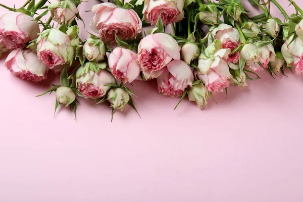 Krásné Růže Růžovém Pozadí Prostor Pro Text — Stock fotografie