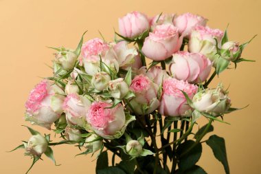 Bej arka planda güzel güller, yakın plan.