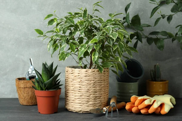 Konzept Der Gartenarbeit Vor Grau Strukturiertem Hintergrund — Stockfoto