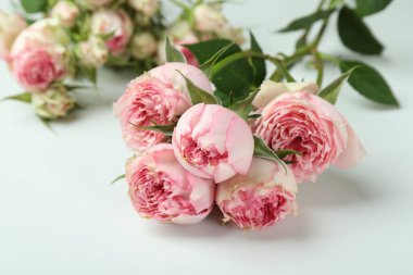 Beyaz arka planda güzel güller, yakın plan