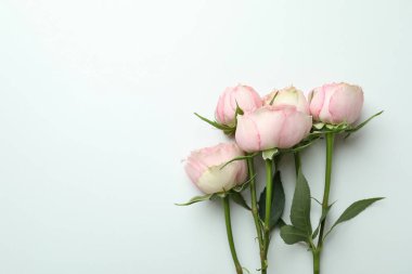 Beyaz arkaplanda güzel güller, metin için boşluk