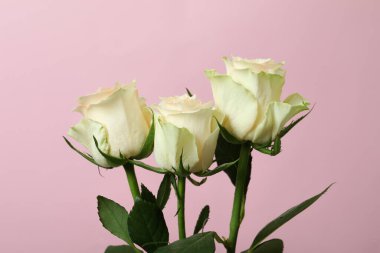 Pembe arka planda güzel güller, yakın plan.