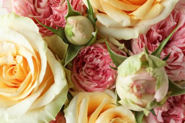 Tüm arka planda güzel güller, kapat