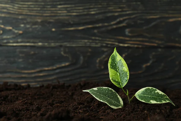 Broto Planta Com Gotas Água Solo — Fotografia de Stock