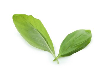 Beyaz arkaplanda taze yeşil fesleğen