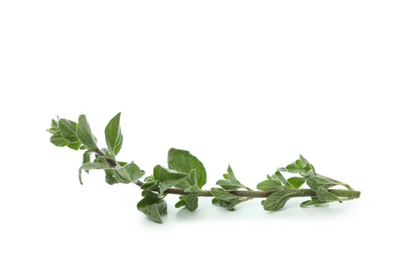 Herbal Oregano Segar Diisolasi Pada Latar Belakang Putih — Stok Foto